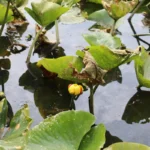 Spatterdock / yellow pond-lily plant