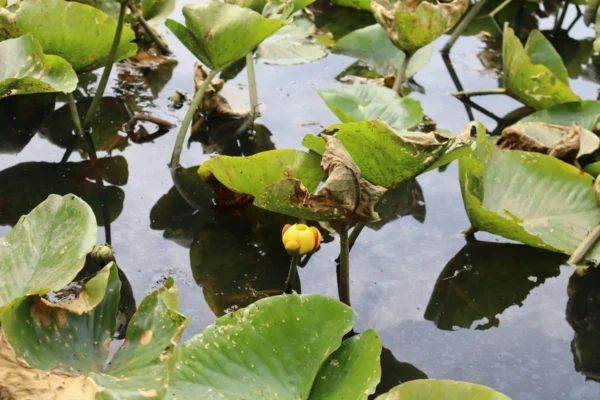 Spatterdock / yellow pond-lily plant