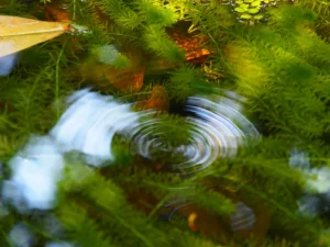 Concentric ripples on the surface of a pond with submerged green aquatic plants