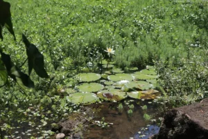 A white water lily blooming among green lily pads in a shallow pond