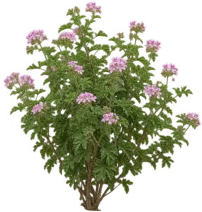 Géranium Rosat