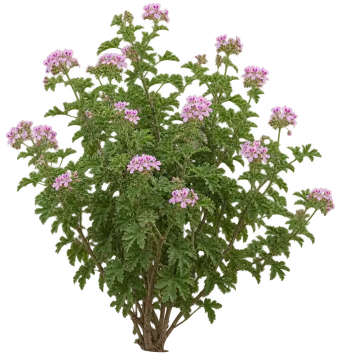 Géranium Rosat