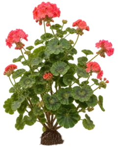 Géranium zonal