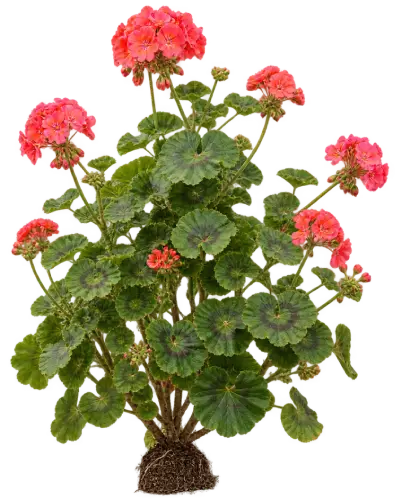 Géranium zonal