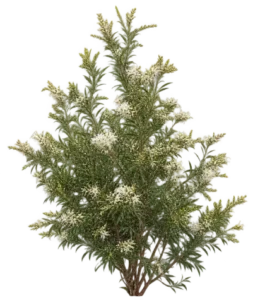 Grevillea lucida