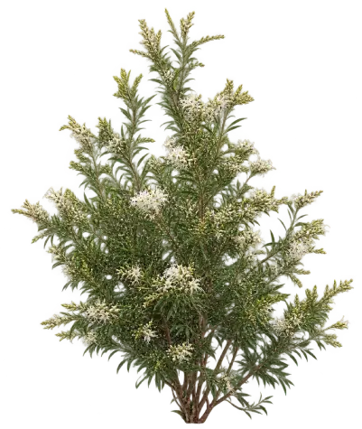 Grevillea lucida
