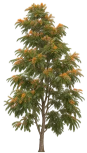 Grévilléa Robuste