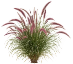 Herbe aux écouvillons rouge