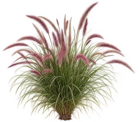 Herbe aux écouvillons rouge