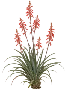 Hespéraloe rouge