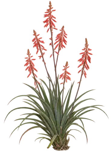 Hespéraloe rouge