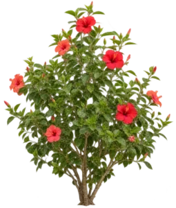 Hibiscus