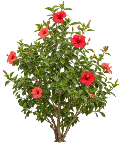 Hibiscus