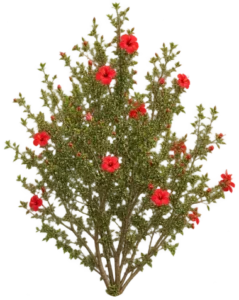 Hibiscus à petites feuilles