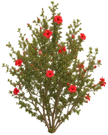 Hibiscus à petites feuilles