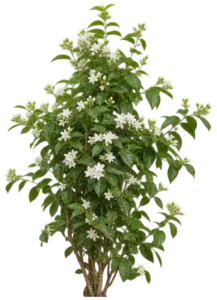 Jasmin d'Arabie