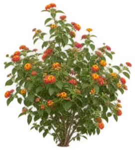 Lantana