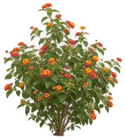 Lantana