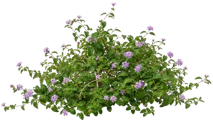 Lantana rampant