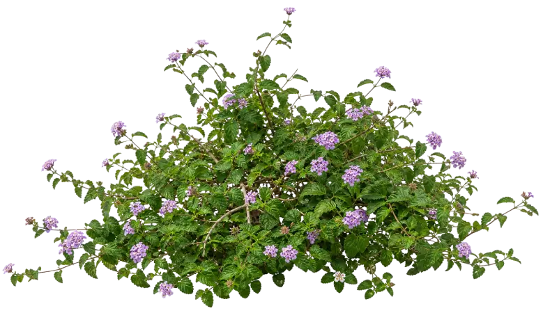 Lantana rampant
