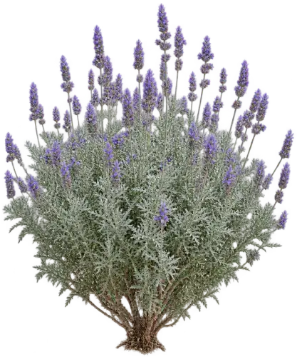 Lavande Glauque du Sahara