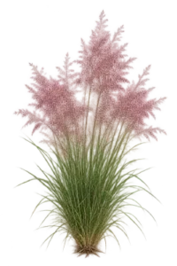 Muhlenbergie Rose