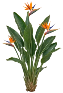 Oiseau de paradis