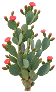 Opuntia élégant