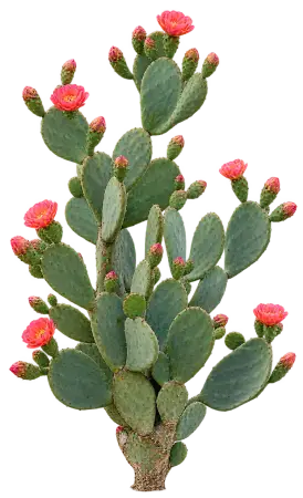 Opuntia élégant