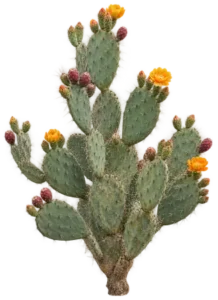Opuntia Rigide