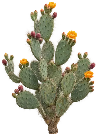 Opuntia Rigide