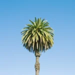 Lone palm tree