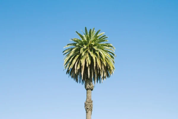 Lone palm tree