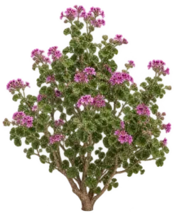 Pelargonium en Capuchon