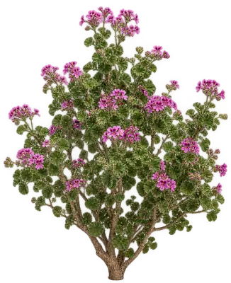 Pelargonium en Capuchon