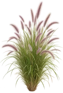 Pennisetum