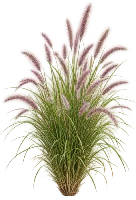 Pennisetum