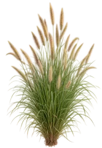 Pennisetum splendens