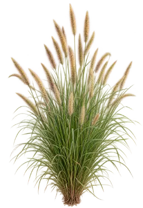 Pennisetum splendens
