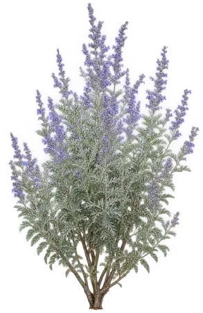 Pérovskia d'Afghanistan