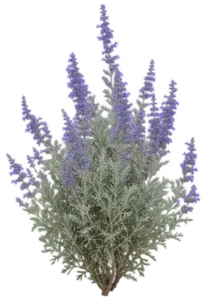 Perovskia nain