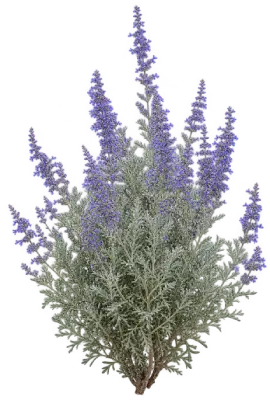 Perovskia nain