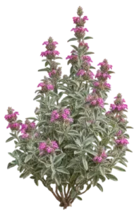 Phlomis compact