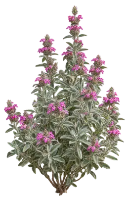 Phlomis compact
