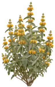 Phlomis des Canaries