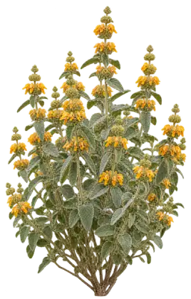 Phlomis des Canaries