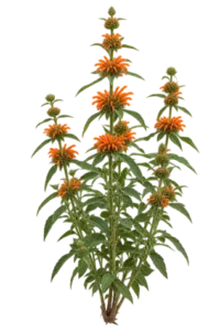 Phlomis Épineux (Oreille de Lion)