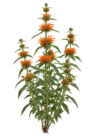 Phlomis Épineux (Oreille de Lion)