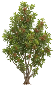 Pistachier lentisque