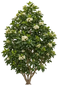 Pittosporum du Japon